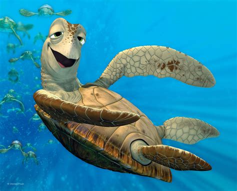 The difference between a turtle and a tortoise is that a turtle lives in or near water, and a tortoise is more terrestrial. Turtles tend to have webbed feet, and marine turtles hav...